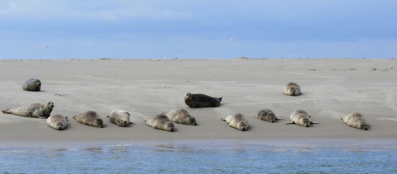 'T Lant Van Texsel De Koog (Texel) Exterior foto